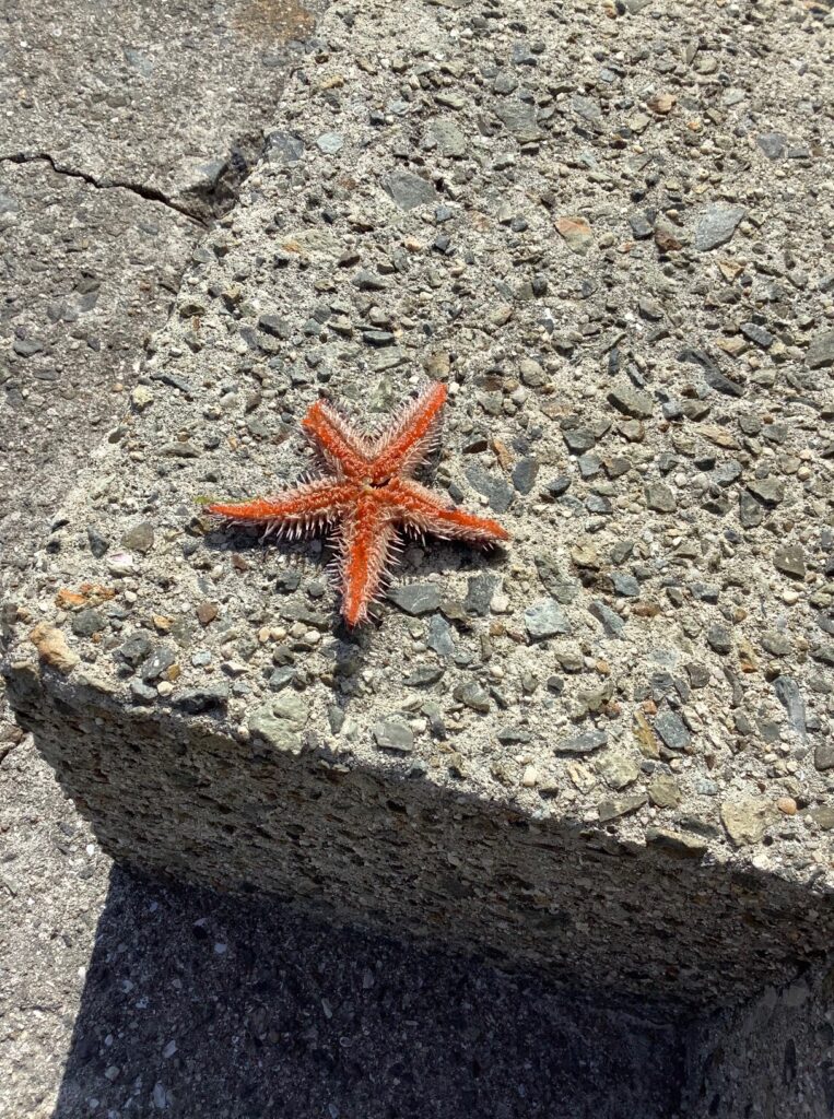 淡路島釣り